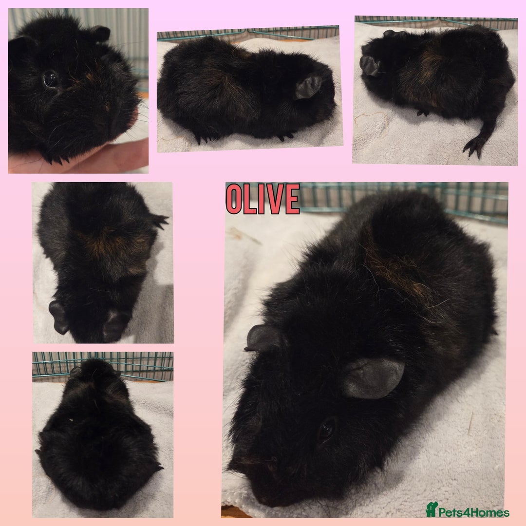 Guinea Pig rodents for sale: Gorgeous Baby Guinea Pigs - Advert 4