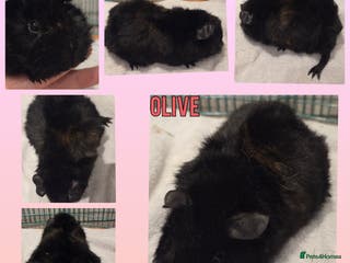 Guinea Pig rodents Gorgeous Baby Guinea Pigs - Advert 13