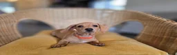 Miniature Dachshund dogs for sale: KC Registered Mini Dachshund Puppies. Rare colors - Advert 6