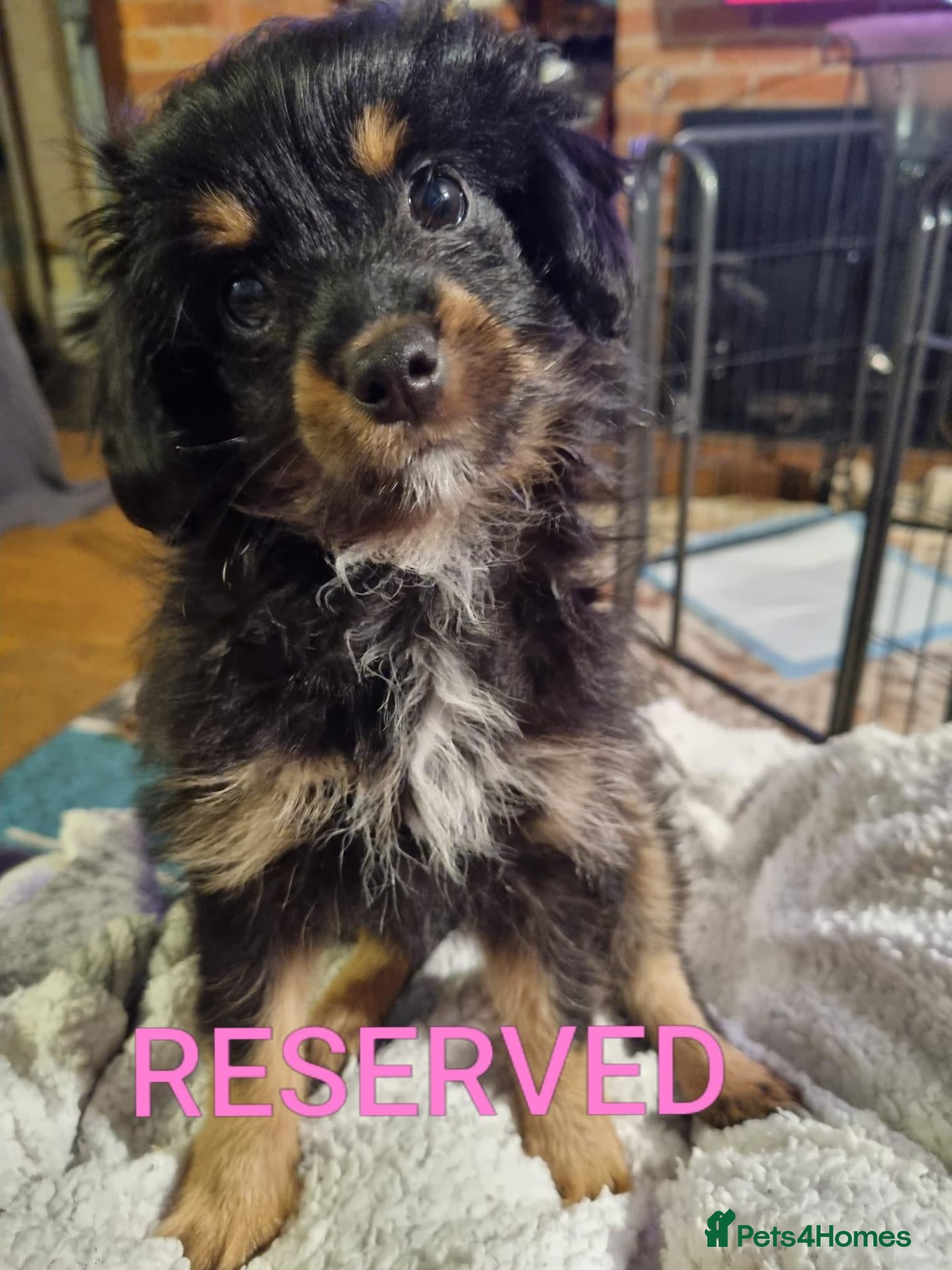 Chipoo dogs Beautiful Chipoo puppy (Chihuahua x Poodle)   - Advert 1