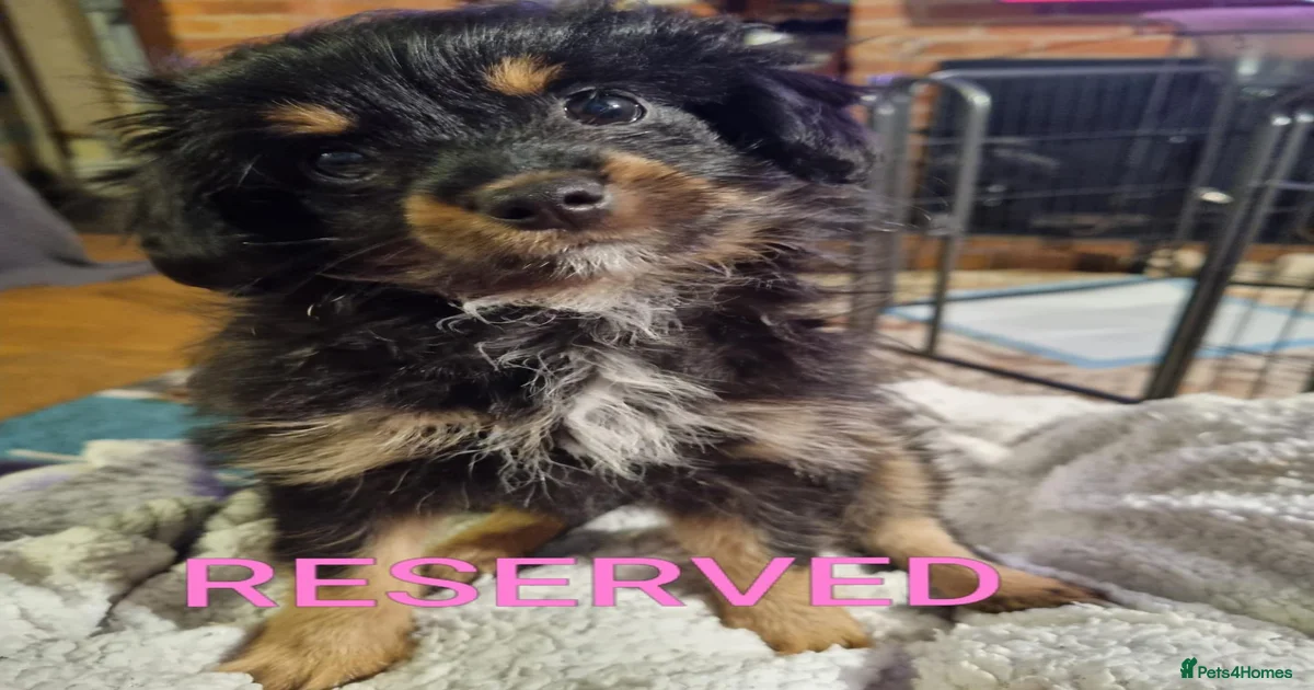 This-home-for-sale Chipoo Puppies for sale | Pets4Homes