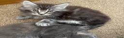Maine Coon cats for sale: Gorgeous kittens ready soon - Advert 17