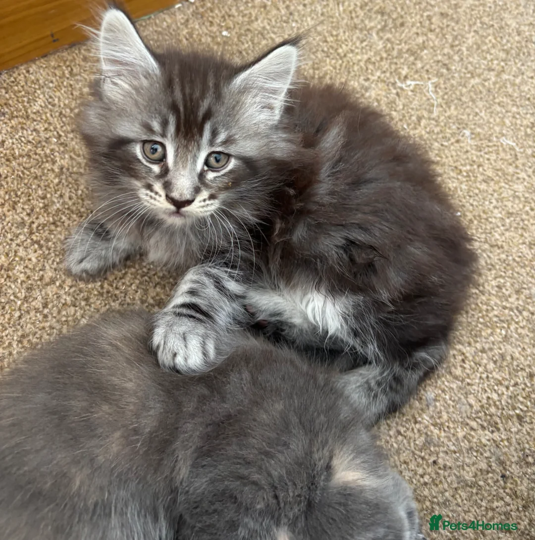 Maine Coon cats for sale: Gorgeous kittens ready soon - Advert 17