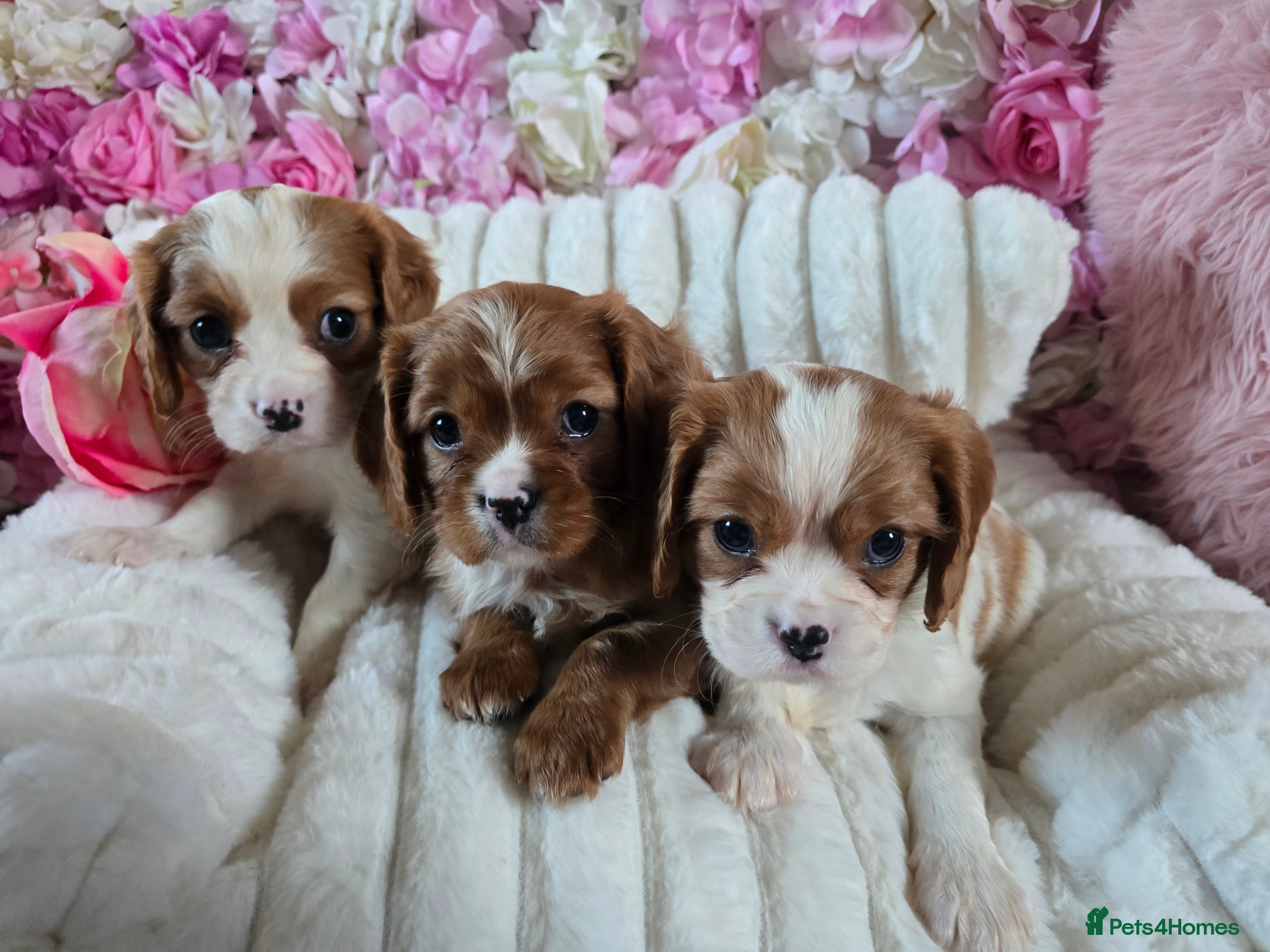 Cavalier King Charles Spaniel dogs Beautiful KC reg Cavalier King Charles Puppies  - Advert 1