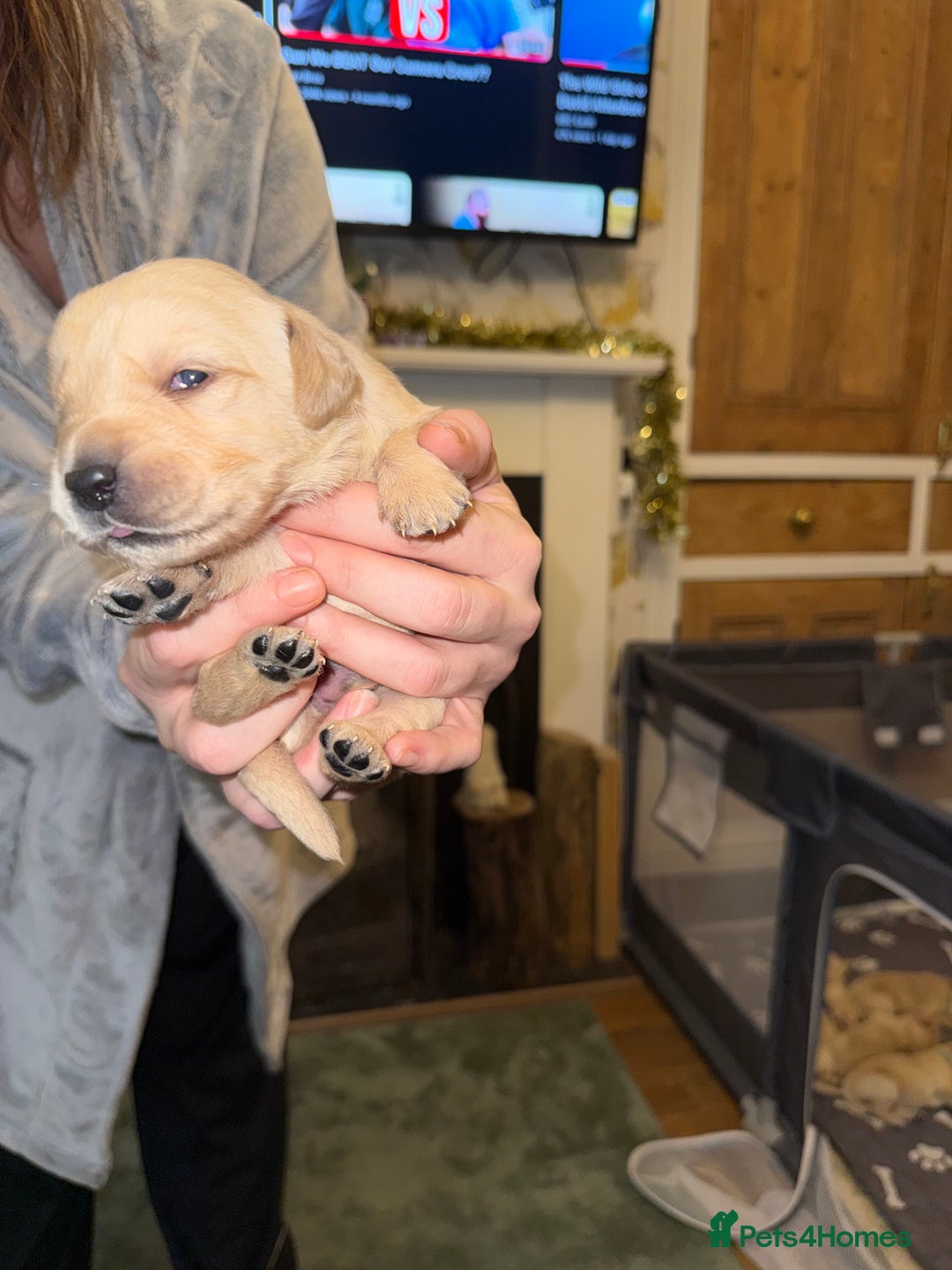 Goldador dogs for sale: 8 beautiful golden retriever x red lab puppies  - Advert 35