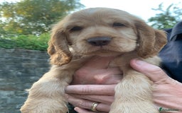 Cocker Spaniel dogs for sale: KC Show Carefully bred for Health and Temperament  - Image 14