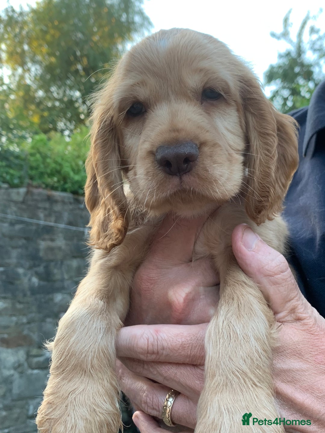 Cocker Spaniel dogs for sale: KC Show Carefully bred for Health and Temperament  - Image 14