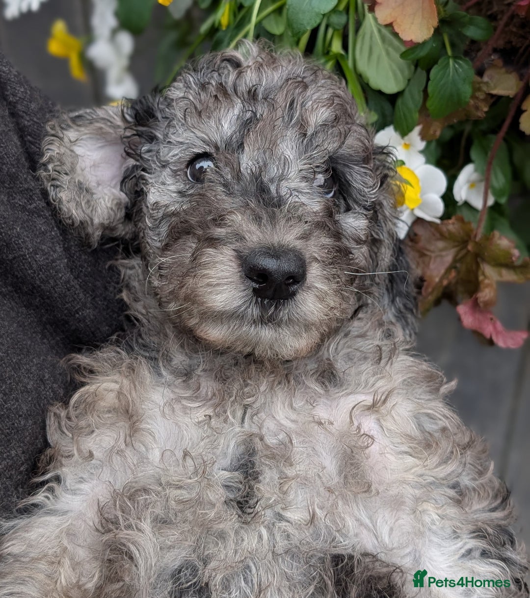 Australian Labradoodle dogs for sale: Ready Now !  Miniature Australian Labradoodles - Image 7