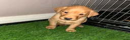 Labrador Retriever dogs for sale: Gorgeous KC Registered Fox Red Labradors  - Advert 26