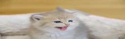 British Shorthair cats for sale: Gorgeous BSH golden kittens pedigree TICA - Advert 7
