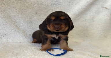 Cocker Spaniel dogs - Advert 3