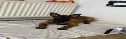 Belgian Shepherd Dog dogs for sale: Belgian Malinois pups  - Advert 18