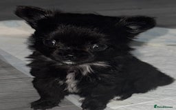 Chihuahua dogs for sale: Long coat Chihuahua puppies - Image 25