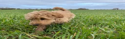Mixed Breed dogs for sale: Delightful Schnockerpoo Puppies  - Advert 14