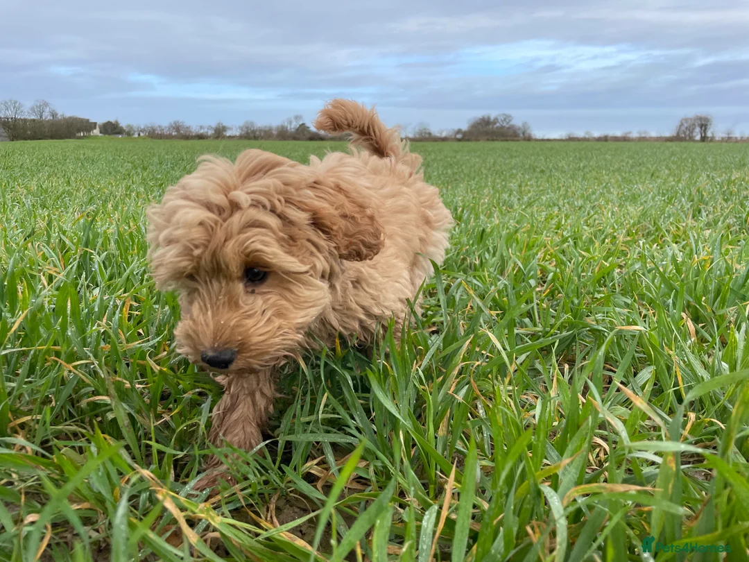Mixed Breed dogs for sale: Delightful Schnockerpoo Puppies  - Advert 14
