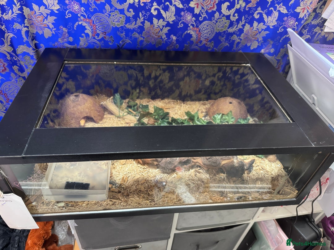 Corn Snake reptiles for sale: Albino Corn Snake with set up unsexed 1 year old  - Image 2