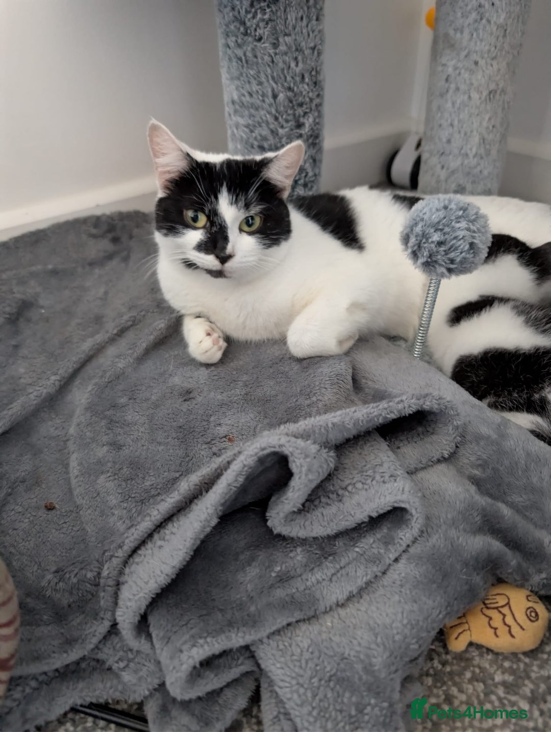 Domestic Shorthair cats for sale: Two male kittens for sale  - Advert 1