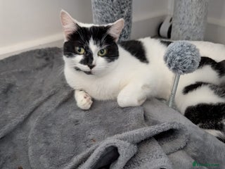 Domestic Shorthair cats for sale: Two male kittens for sale - Advert 1