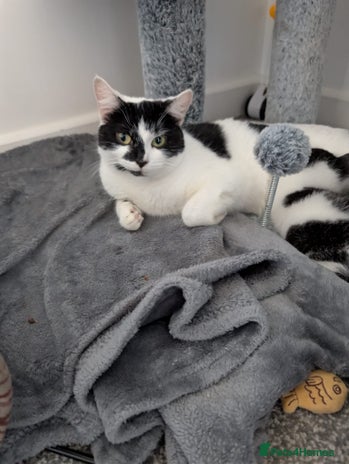 Domestic Shorthair cats Two male kittens for sale - Advert 5