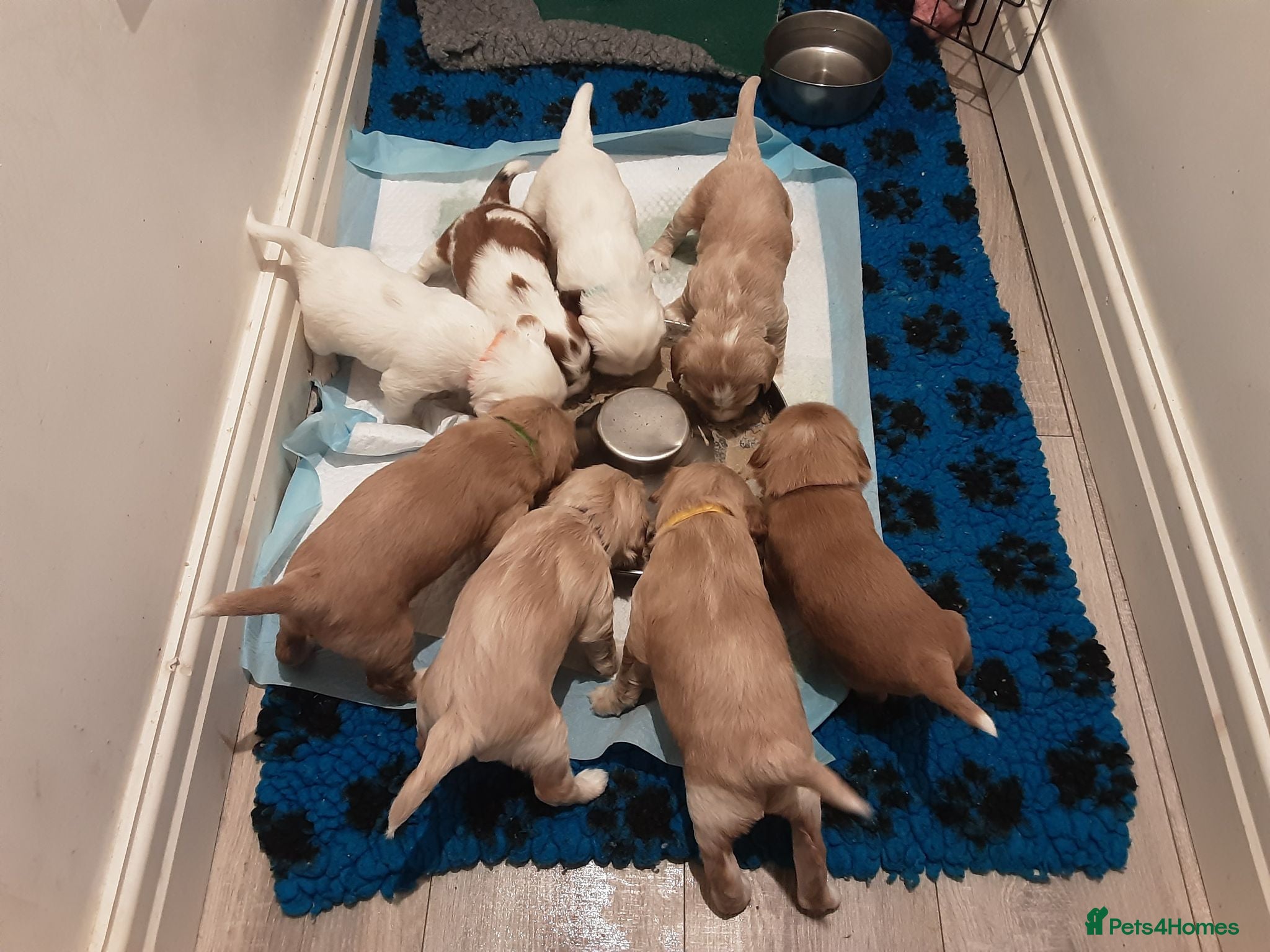 Tibetan Terrier dogs Waiting list opened for KC Reg expected litter - Advert 5