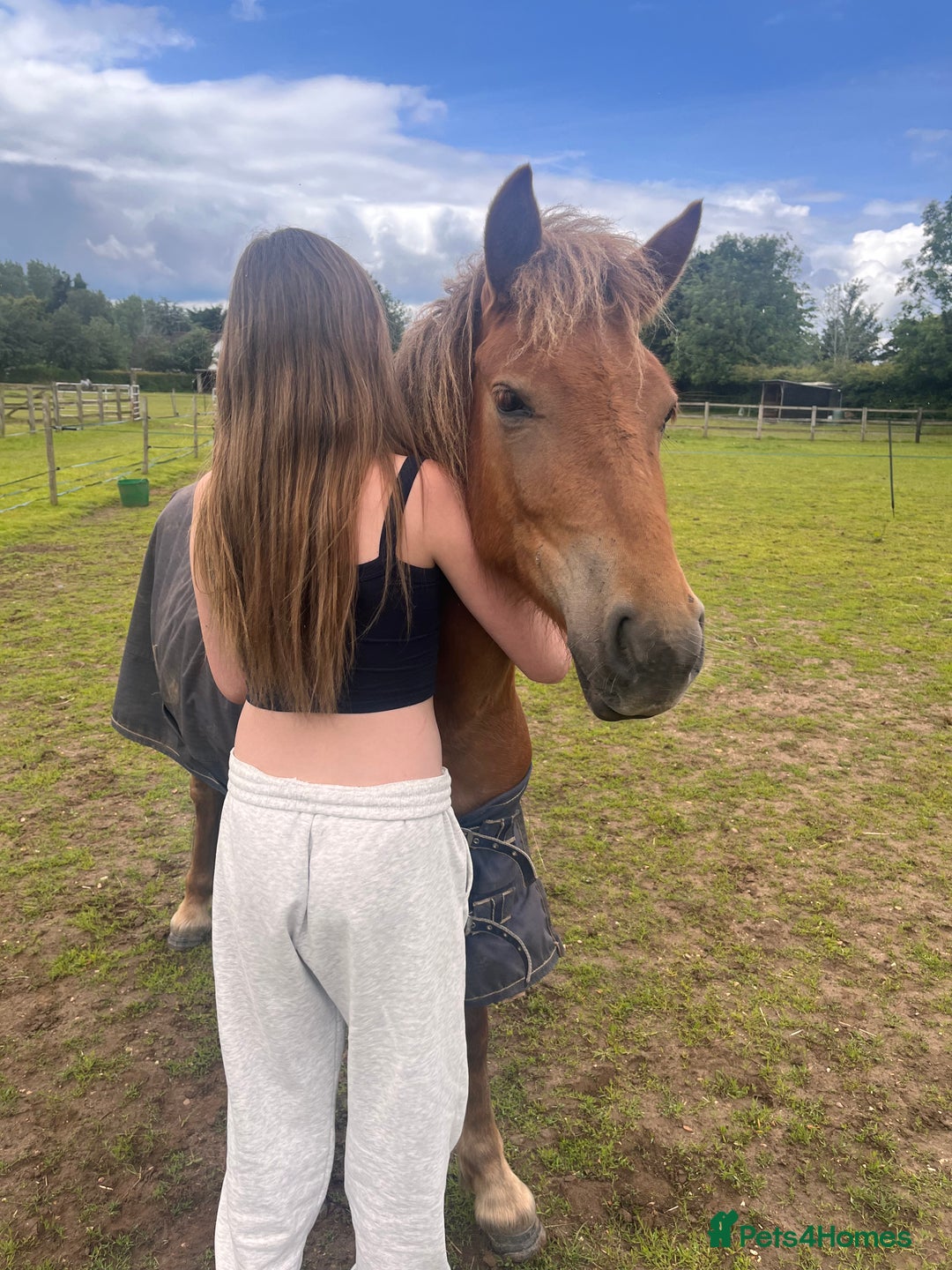 Dartmoor horses for sale: Gorgeous super friendly Dartmoor Pony - Advert 12
