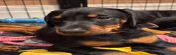 Dobermann dogs for sale: KC reg Dobie Pups | Two girls available - Advert 25