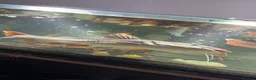 Catfish fish for sale: Tiger shovel nose x redtail catfish - Advert 1