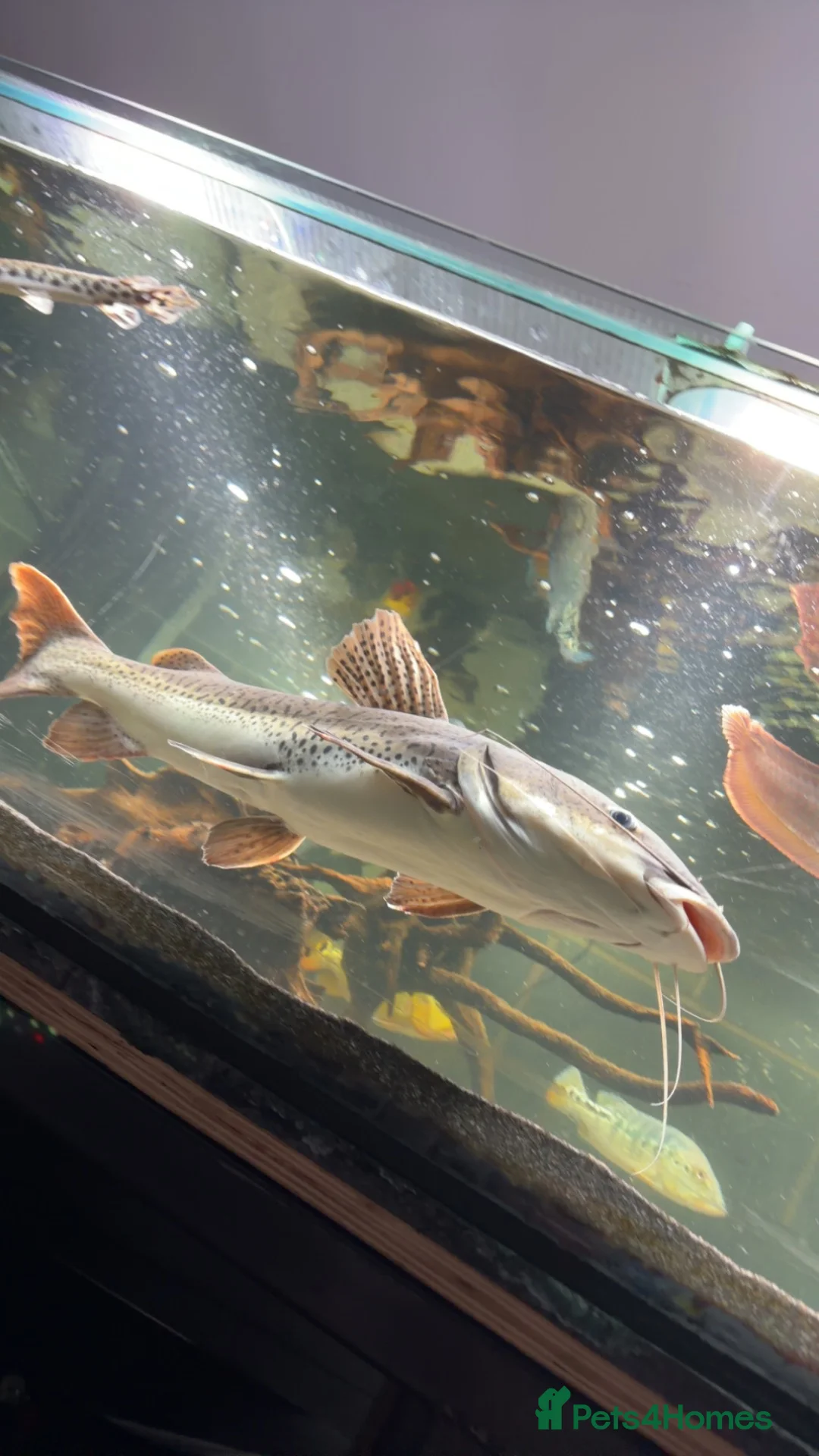 Catfish fish for sale: Tiger shovel nose x redtail catfish - Advert 1
