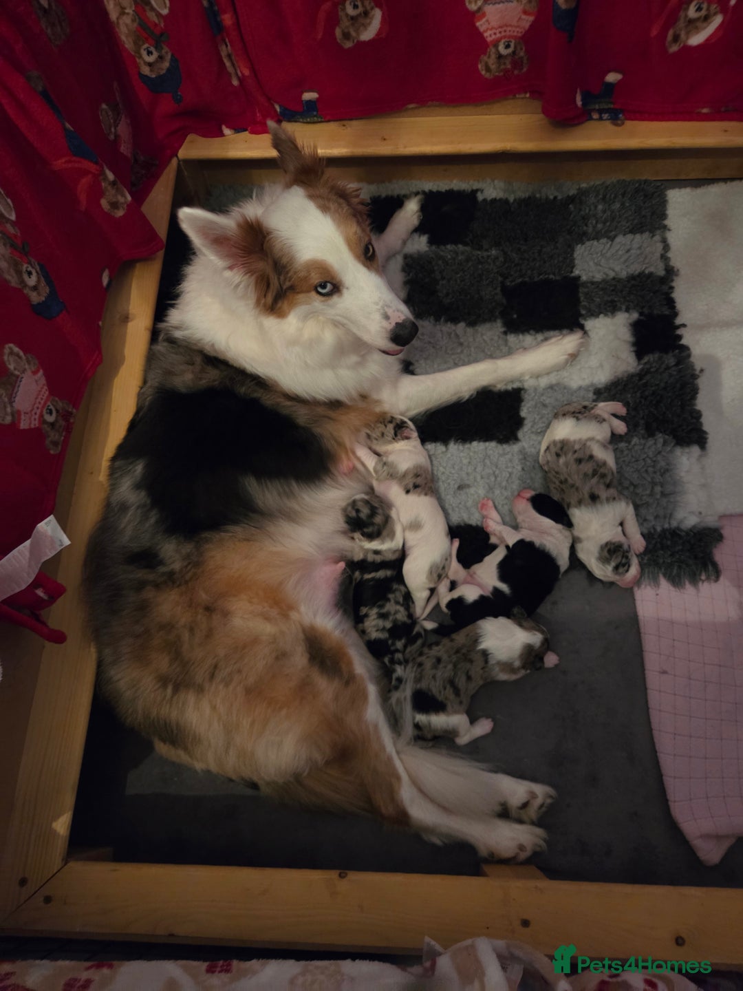 Bordoodle dogs for sale: Beautiful mixed colour bordoodles for sale  - Advert 7