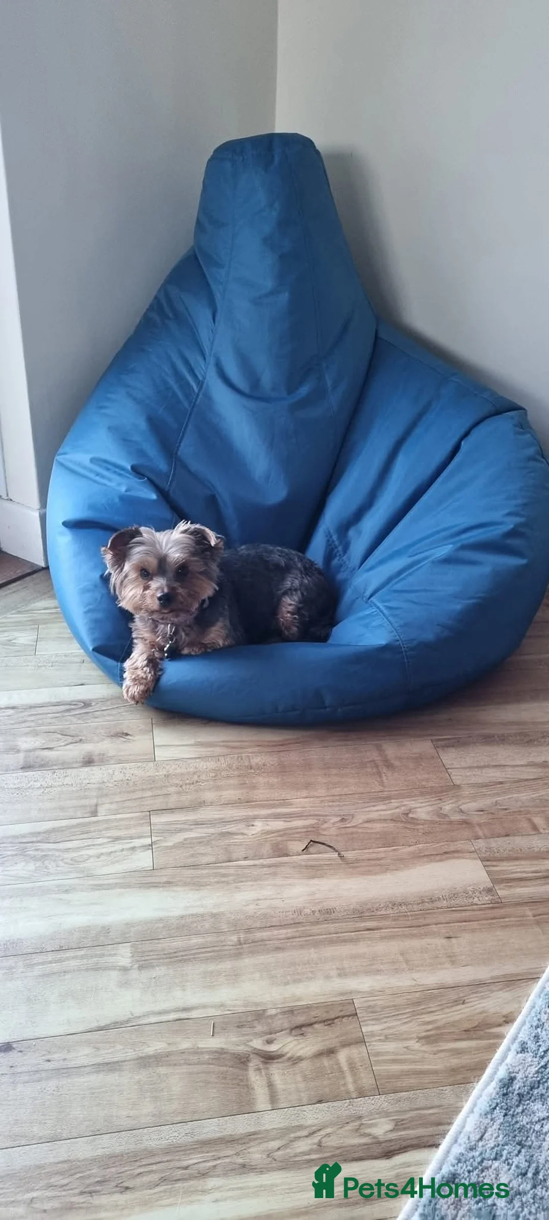 Yorkshire Terrier dogs for sale: Yorkshire Terrier looking for a new home. - Advert 9