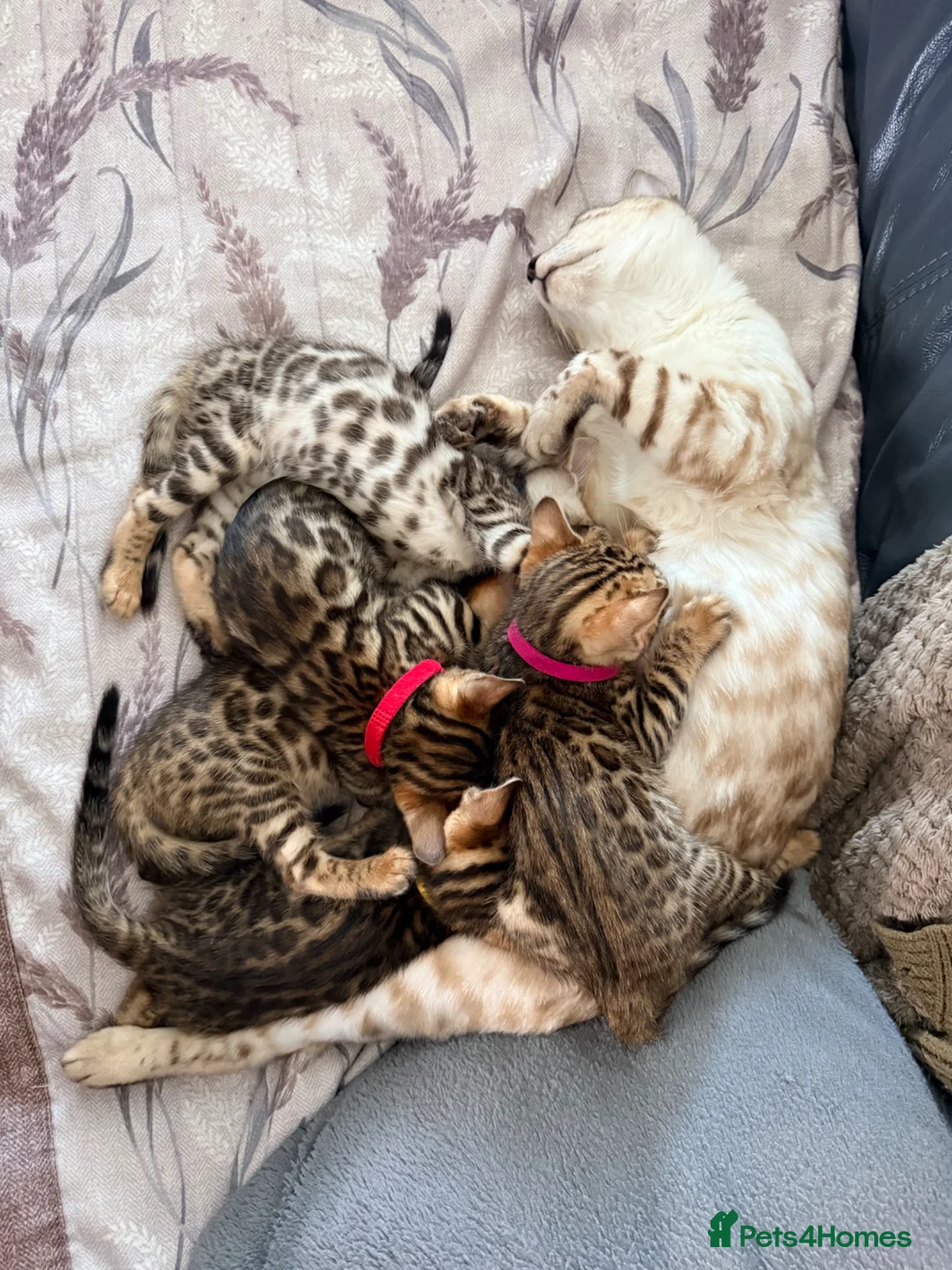 Bengal cats for sale: Stunning Bengal Kittens – Home Raised & Beautiful - Advert 2