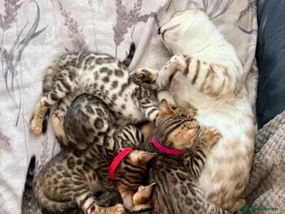 Bengal cats Stunning Bengal Kittens – Home Raised & Beautiful - Advert 2