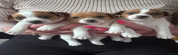 Jack Russell dogs for sale: 🐶 Beautiful Jack Russell Puppy for Sale 🐶 - Advert 23