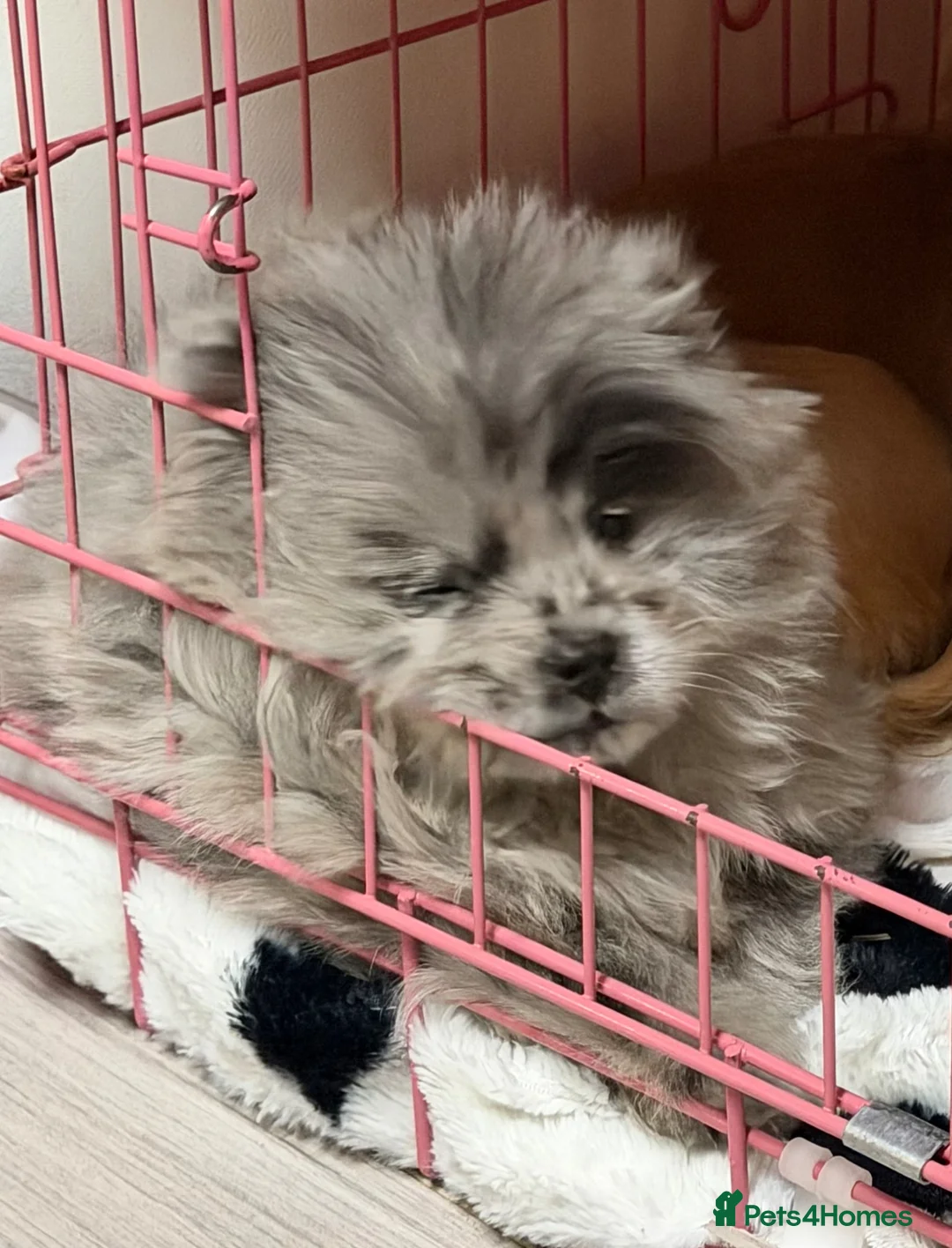 Chow Chow dogs for sale: Chow chow  - Advert 2