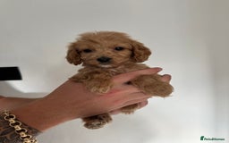 Cockapoo dogs for sale: cockapoo puppies  - Image 3