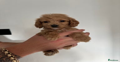 Cockapoo dogs - Advert 12