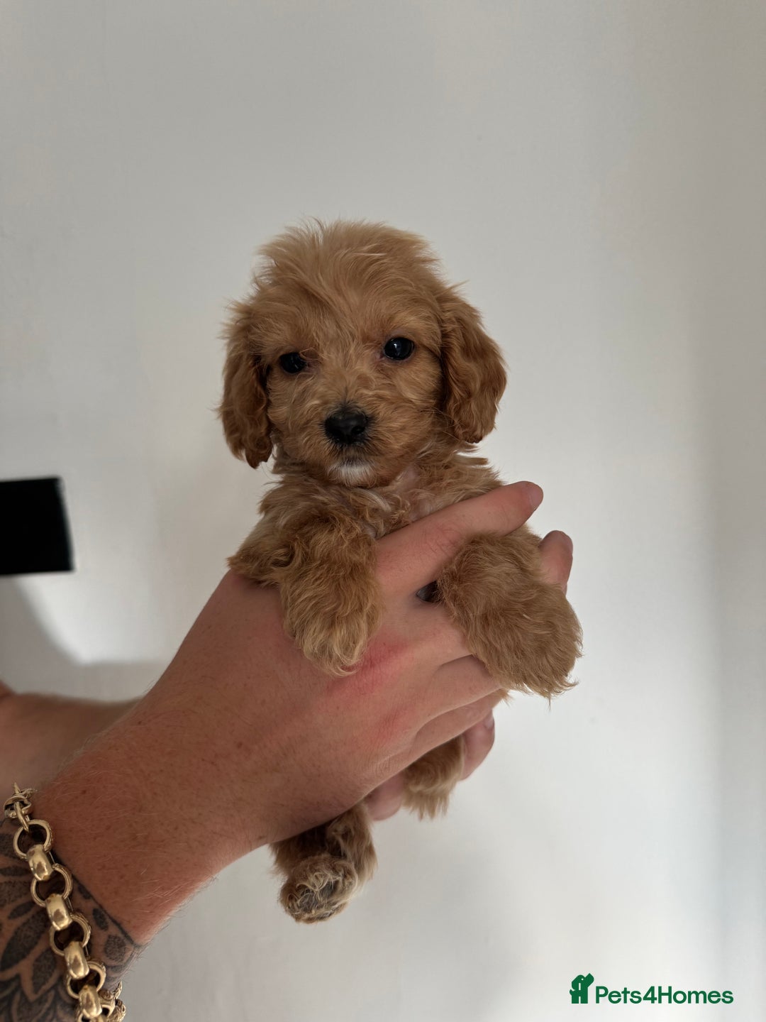 Cockapoo dogs for sale: cockapoo puppies  - Image 3