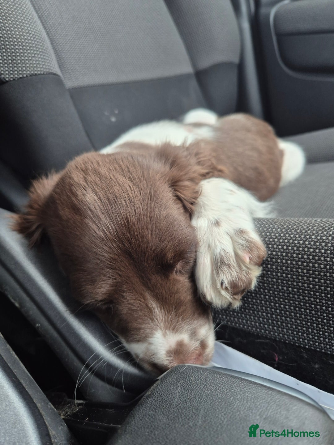 English Springer Spaniel dogs for sale: Beautiful Boy Remaining  - Image 2
