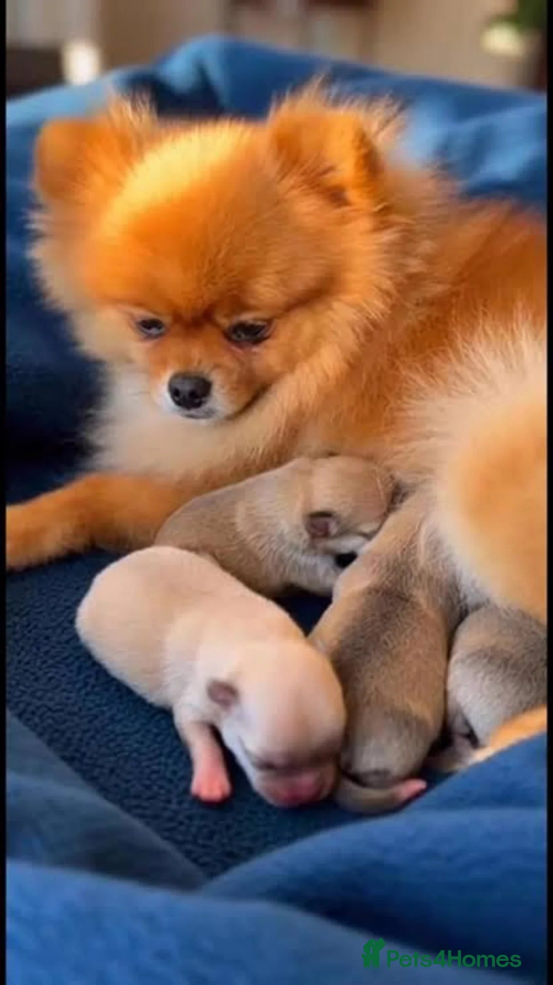 Maltipom dogs for sale: One little male available maltipom - Advert 2