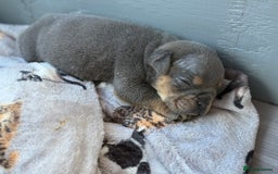 English Bulldog dogs for sale: Beautiful English bulldog puppies - Image 4