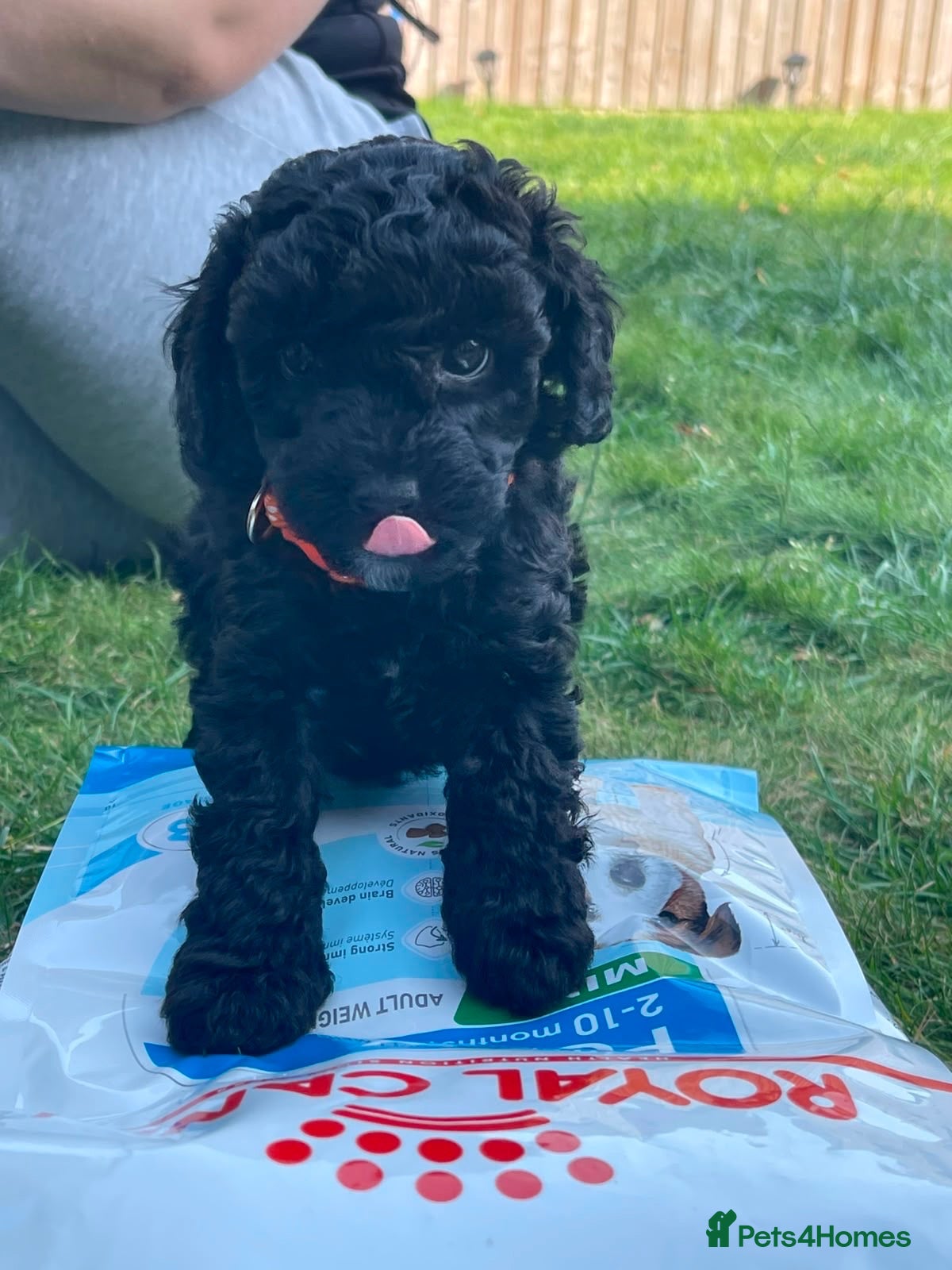 Toy Poodle dogs 🐶 Only 3 Puppies Left! 🐶 - Advert 19