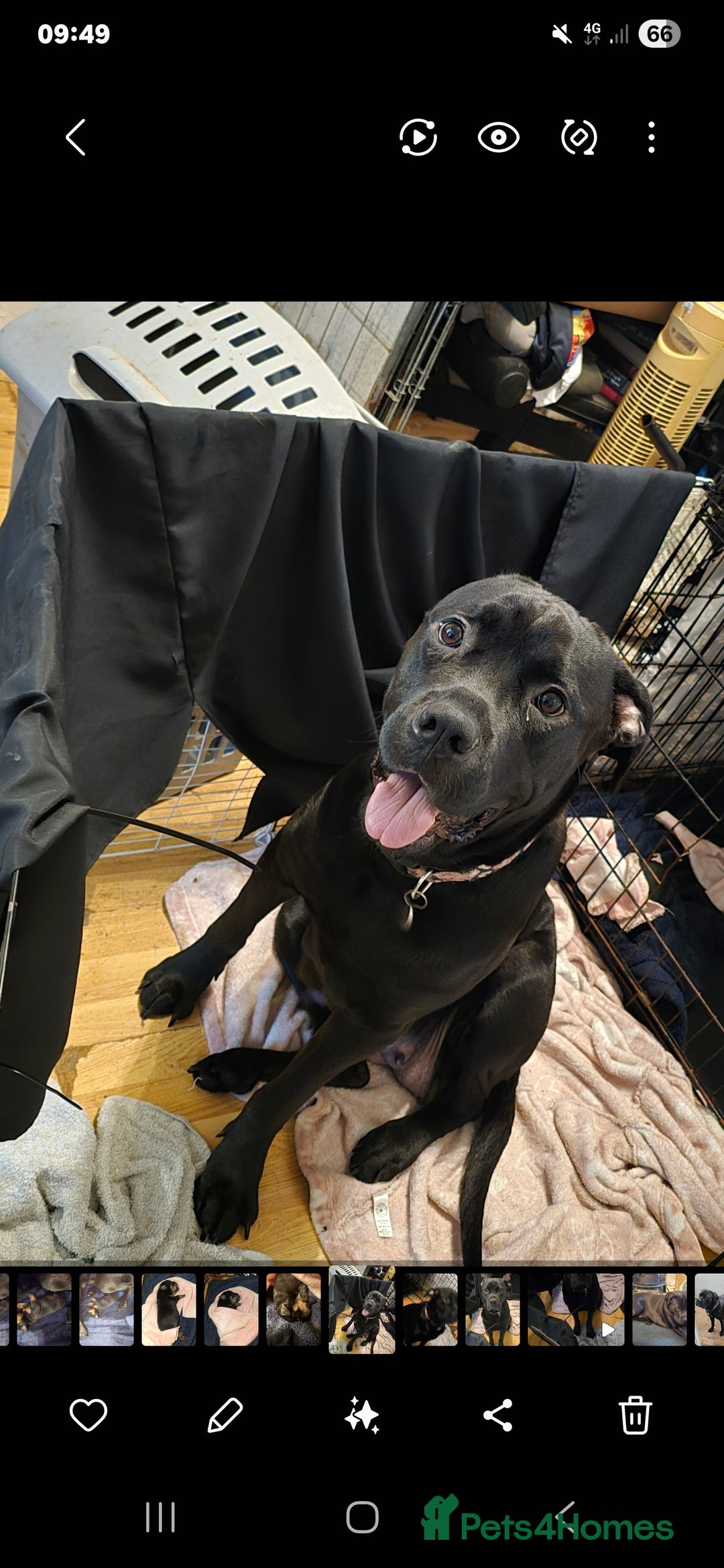 Rottweiler dogs for sale: 2 female rottweiler pups - Advert 11