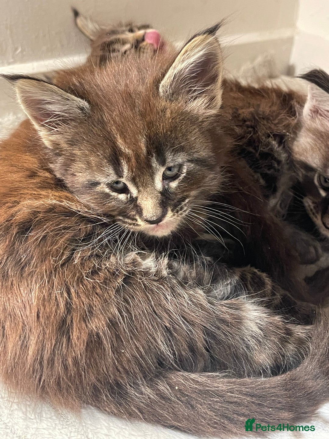 Maine Coon cats for sale: Maine coon - Advert 4
