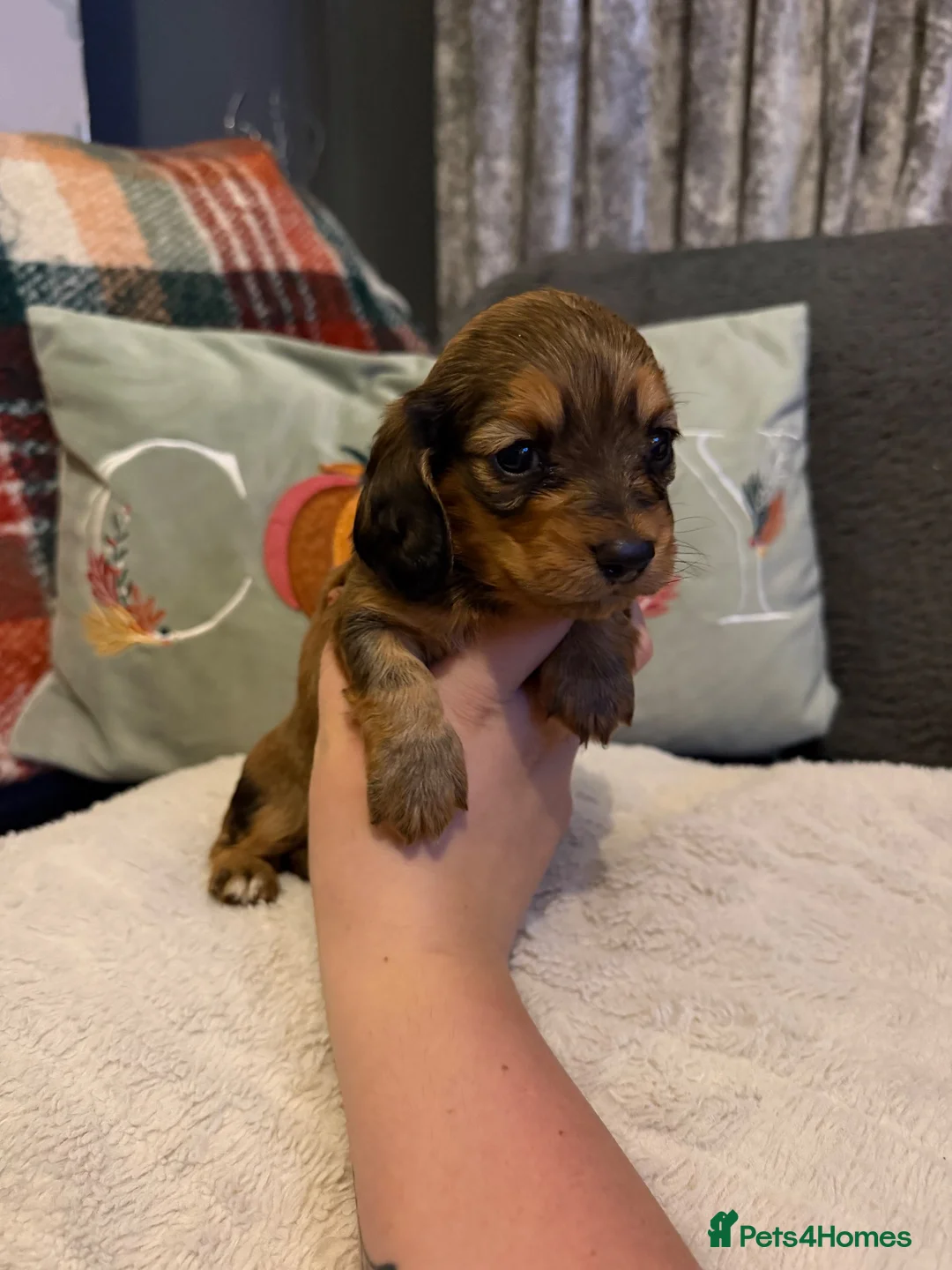 Miniature Dachshund dogs for sale: 2 Girl Miniature Dachshunds (long/mid haired) - Advert 2