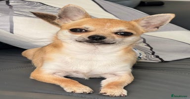 Chihuahua dogs - Advert 16