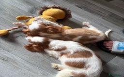 Cavalier King Charles Spaniel dogs for sale: Kennel club reg dna cavalier pups fully vaccine  - Image 33