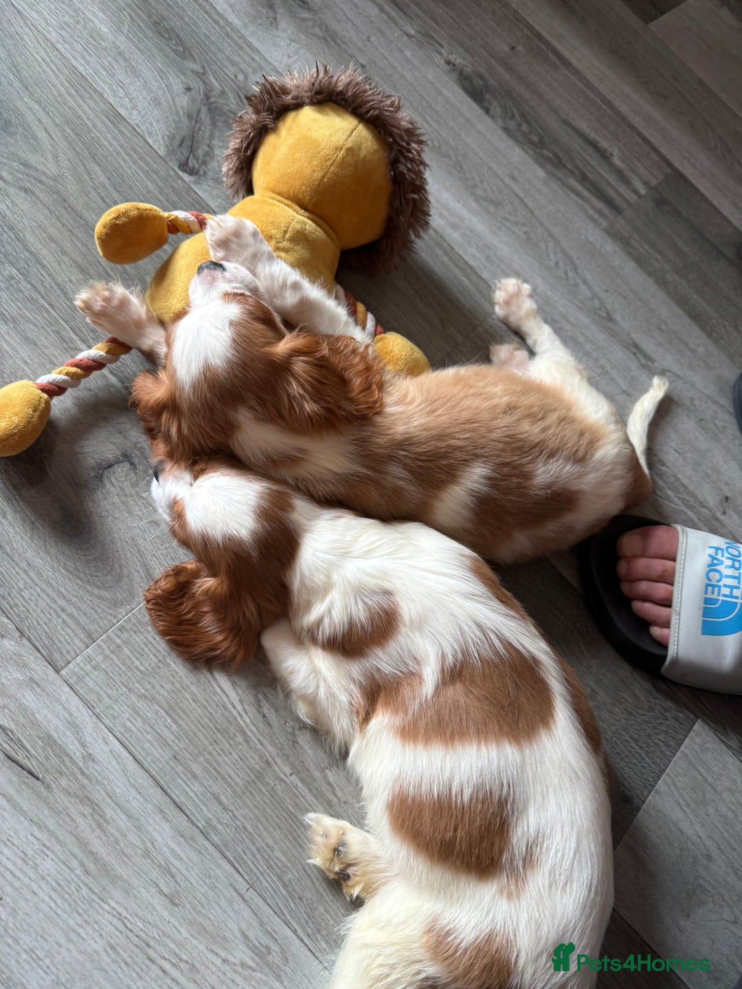 Cavalier King Charles Spaniel dogs for sale: Kennel club reg dna cavalier pups fully vaccine  - Image 33