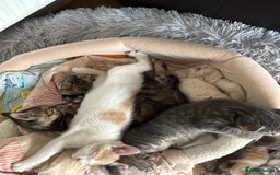 Mixed Breed cats for sale: 4 kittens ready for their new homes  - Image 12