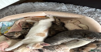 Mixed Breed cats - Advert 7