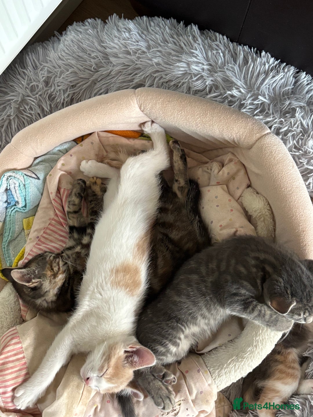 Mixed Breed cats for sale: 4 kittens ready for their new homes  - Image 12